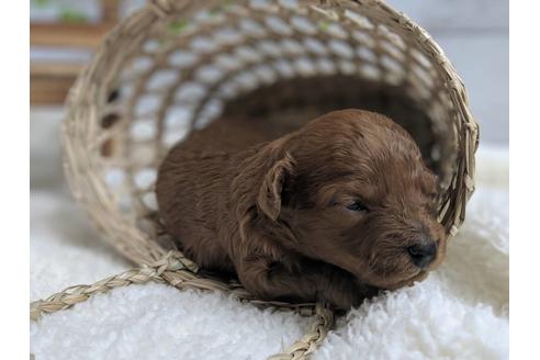 成約済の静岡県のトイプードル-75775の12枚目