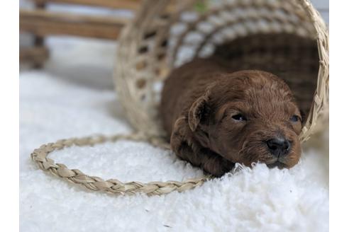 成約済の静岡県のトイプードル-75775の11枚目