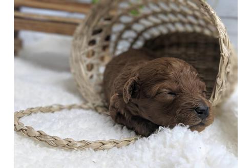 成約済の静岡県のトイプードル-75775の10枚目