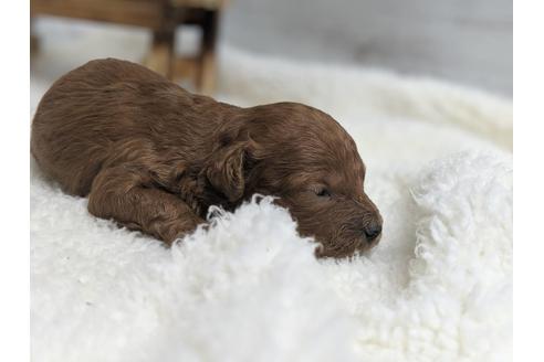 成約済の静岡県のトイプードル-75775の9枚目