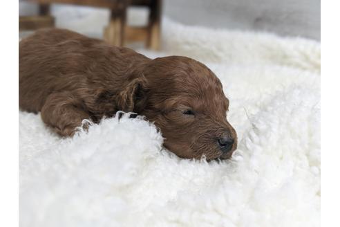 成約済の静岡県のトイプードル-75775の8枚目