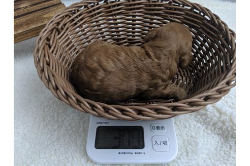 成約済の静岡県のトイプードル-75777の6枚目