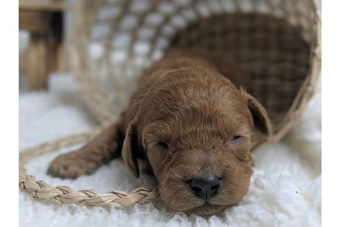 成約済の静岡県のトイプードル-75777