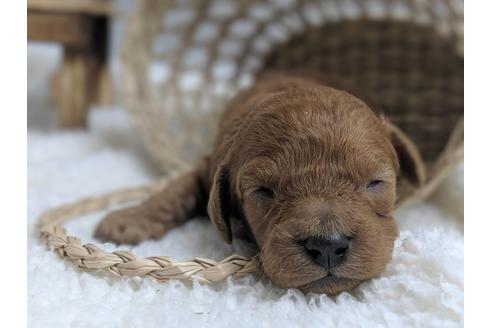 成約済の静岡県のトイプードル-75777の5枚目