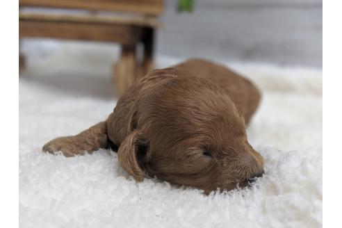 成約済の静岡県のトイプードル-75777の3枚目
