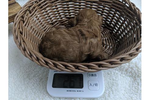 成約済の静岡県のトイプードル-75778の6枚目