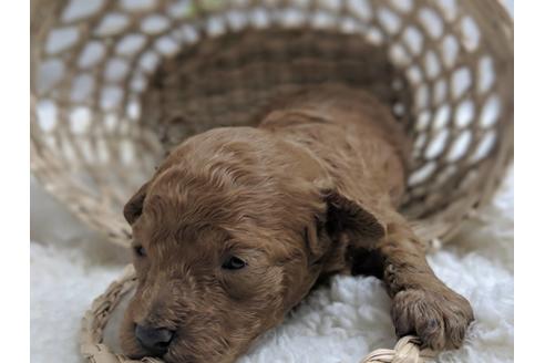 成約済の静岡県のトイプードル-75778の5枚目