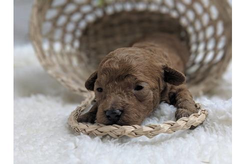 成約済の静岡県のトイプードル-75778