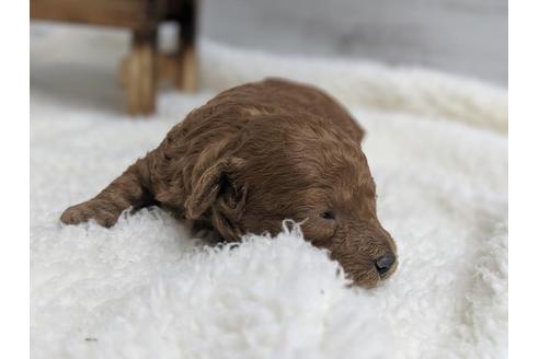 成約済の静岡県のトイプードル-75778の4枚目