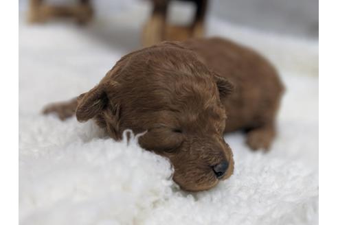 成約済の静岡県のトイプードル-75778の3枚目