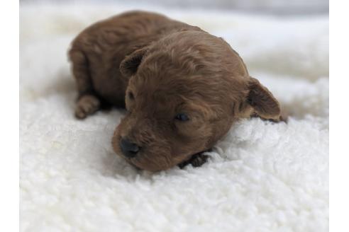 成約済の静岡県のトイプードル-75778の2枚目