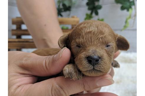 成約済の静岡県のトイプードル-75779の7枚目