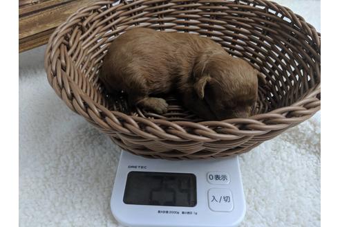 成約済の静岡県のトイプードル-75779の6枚目