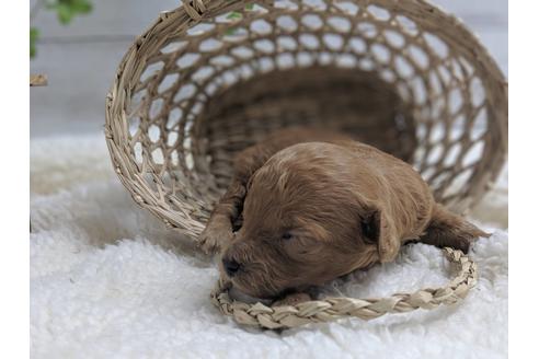 成約済の静岡県のトイプードル-75779の5枚目