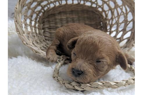 成約済の静岡県のトイプードル-75779の1枚目