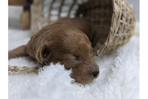 成約済の静岡県のトイプードル-75779の3枚目