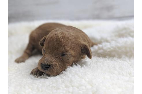 成約済の静岡県のトイプードル-75779の2枚目