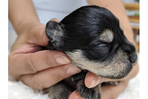 成約済の静岡県のミニチュアシュナウザー-75780の17枚目