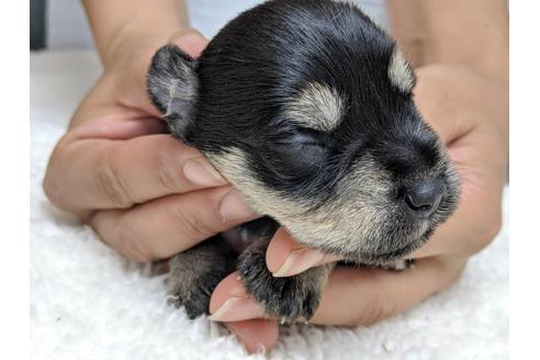 成約済の静岡県のミニチュアシュナウザー-75780の16枚目