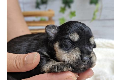 成約済の静岡県のミニチュアシュナウザー-75780の15枚目