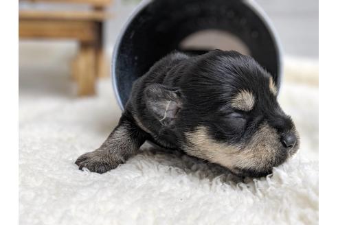 成約済の静岡県のミニチュアシュナウザー-75780の12枚目