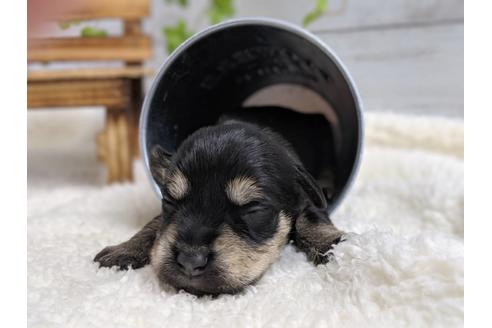 成約済の静岡県のミニチュアシュナウザー-75780の10枚目