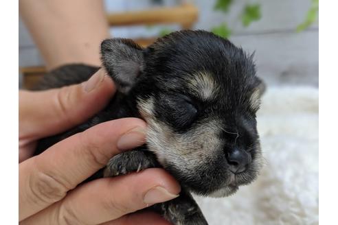 成約済の静岡県のミニチュアシュナウザー-75783の16枚目