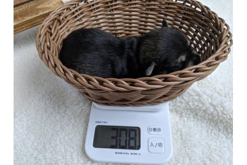 成約済の静岡県のミニチュアシュナウザー-75783の15枚目