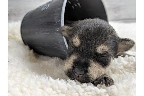 成約済の静岡県のミニチュアシュナウザー-75783の14枚目