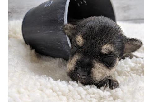 成約済の静岡県のミニチュアシュナウザー-75783の13枚目