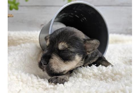 成約済の静岡県のミニチュアシュナウザー-75783の12枚目