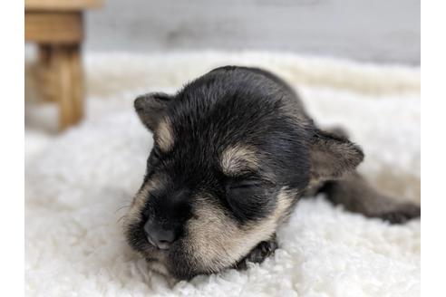 成約済の静岡県のミニチュアシュナウザー-75783の10枚目