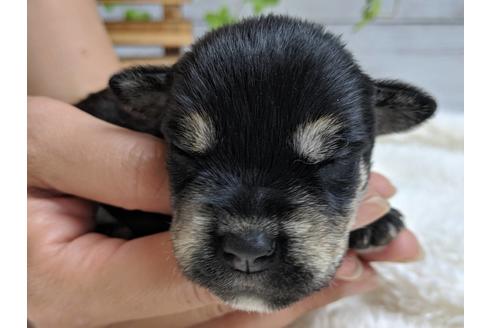 成約済の静岡県のミニチュアシュナウザー-75784の13枚目