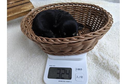 成約済の静岡県のミニチュアシュナウザー-75784の12枚目