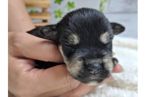 成約済の静岡県のミニチュアシュナウザー-75784の11枚目