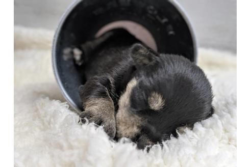 成約済の静岡県のミニチュアシュナウザー-75784の10枚目