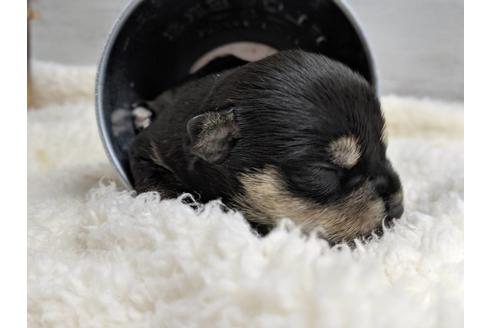 成約済の静岡県のミニチュアシュナウザー-75784の9枚目