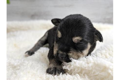 成約済の静岡県のミニチュアシュナウザー-75784の8枚目