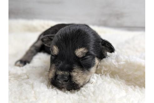 成約済の静岡県のミニチュアシュナウザー-75784の7枚目