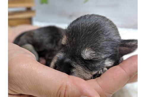 成約済の静岡県のミニチュアシュナウザー-75786の14枚目