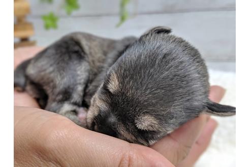 成約済の静岡県のミニチュアシュナウザー-75786の13枚目