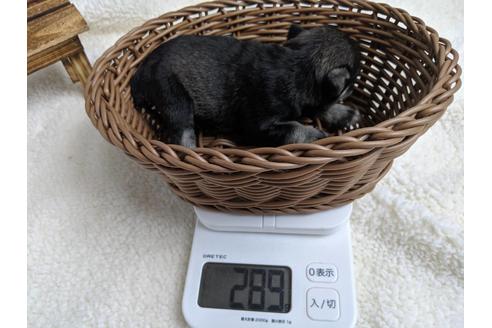 成約済の静岡県のミニチュアシュナウザー-75786の12枚目