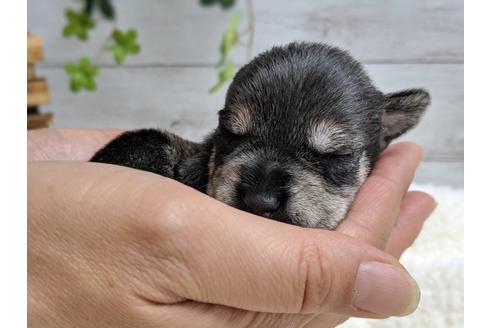 成約済の静岡県のミニチュアシュナウザー-75786の11枚目