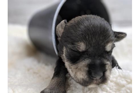 成約済の静岡県のミニチュアシュナウザー-75786の10枚目