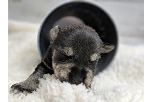 成約済の静岡県のミニチュアシュナウザー-75786の9枚目