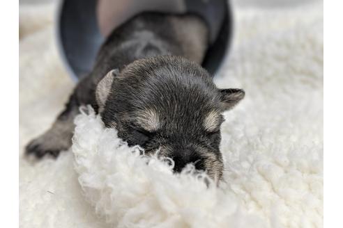 成約済の静岡県のミニチュアシュナウザー-75786の8枚目