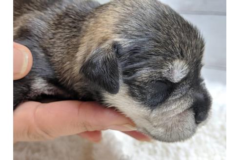 成約済の静岡県のミニチュアシュナウザー-75788の11枚目