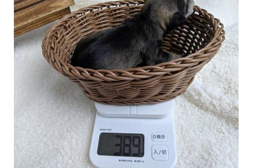 成約済の静岡県のミニチュアシュナウザー-75788の10枚目