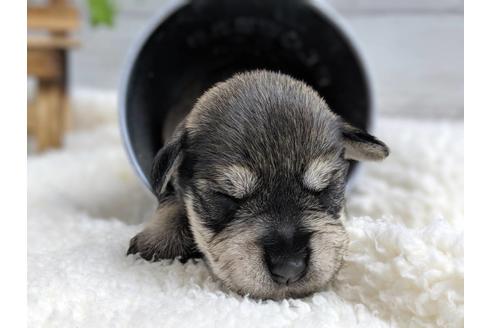 成約済の静岡県のミニチュアシュナウザー-75788の9枚目