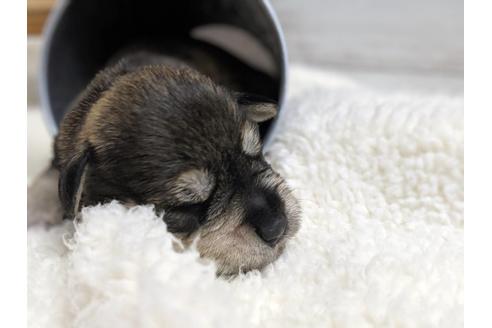 成約済の静岡県のミニチュアシュナウザー-75788の8枚目